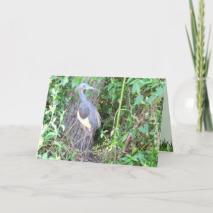 Cartão Heron Tricolorido Construindo um Ninho