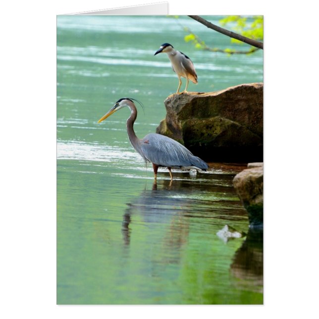 Cartão Herons (Frente)