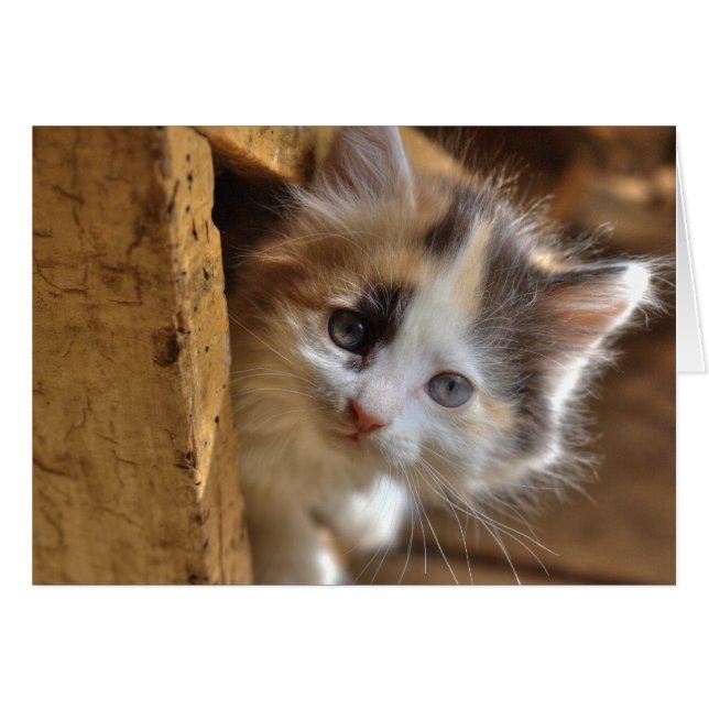 Cartão Heterochromia Calico Kitten (Frente Horizontal)