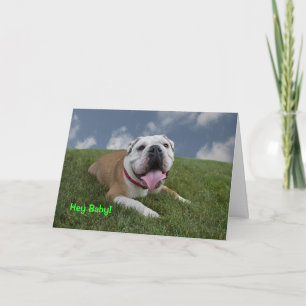 Cartão Hey Baby!  Bulldog Birthday Card