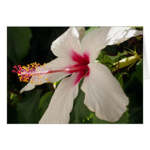 Cartão Hibiscus