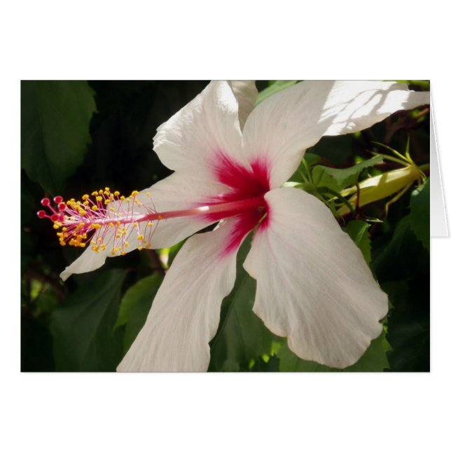 Cartão Hibiscus (Frente Horizontal)