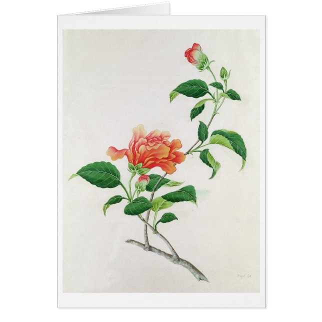 Cartão Hibiscus (Frente)