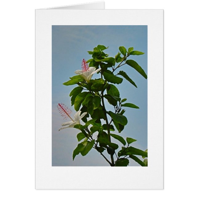 Cartão Hibiscus (Frente)