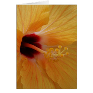 Cartão Hibiscus61