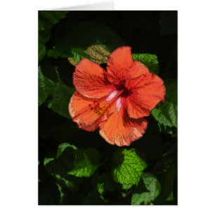 Cartão Hibiscus 424