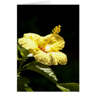 Cartão Hibiscus amarelo