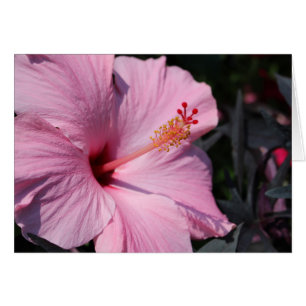 Cartão Hibiscus cor-de-rosa