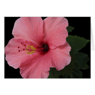 Cartão Hibiscus coral