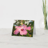 Hibiscus - L