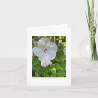 Cartão Hibiscus Rosa-Mallow Crimsoneyed