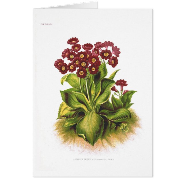 Cartão Híbrido do Primula (Frente)