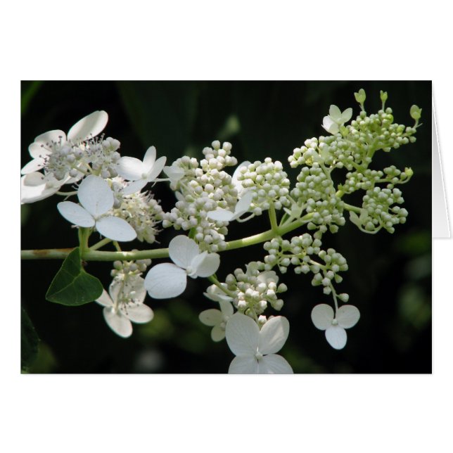 Cartão Hidrangea (Frente Horizontal)