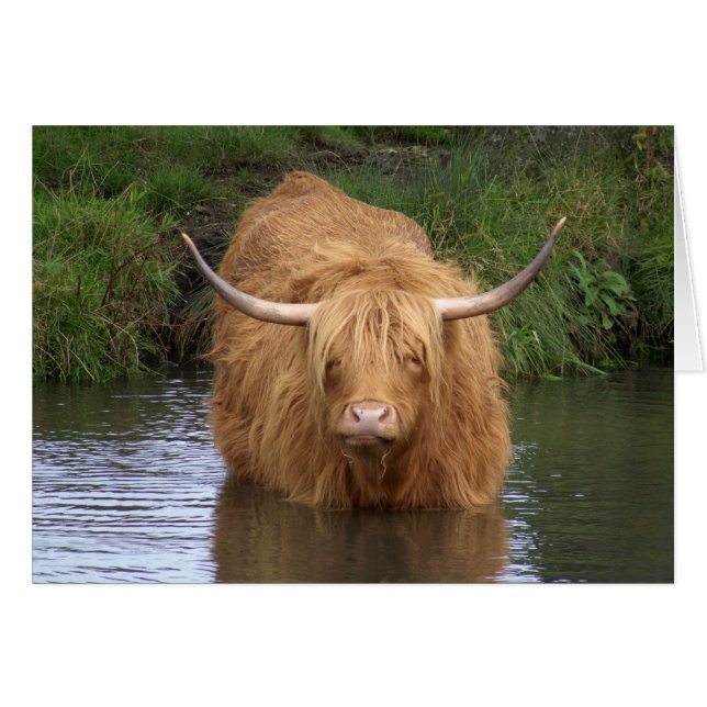 Cartão Highland Cattle (Frente Horizontal)