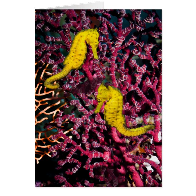 Cartão Hipocampo comum Taeniopterus do cavalo de mar | (Frente)