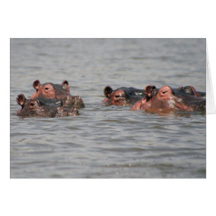 Cartão Hipopótamos