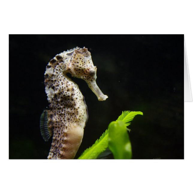 Cartão Hippocampus (Frente Horizontal)