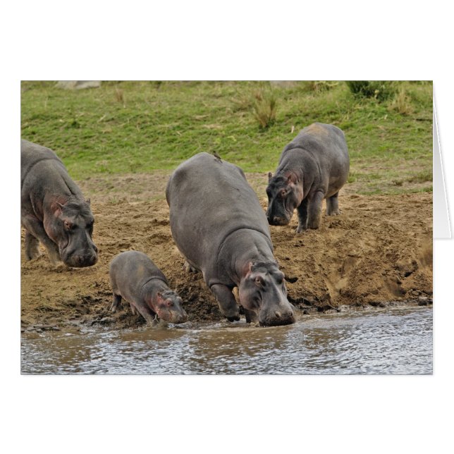 Cartão Hippopotamus, Hippopotamus amphibius, Serengeti (Frente Horizontal)