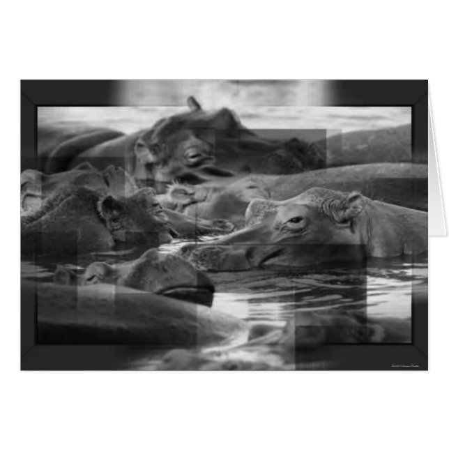 Cartão Hippopotamuses (Frente Horizontal)