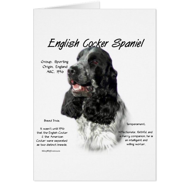 Cartão Histórico de Spaniel de Cocker em Partiinglês (Frente)