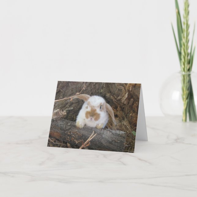 Cartão Holland Lop Notecard (Frente)