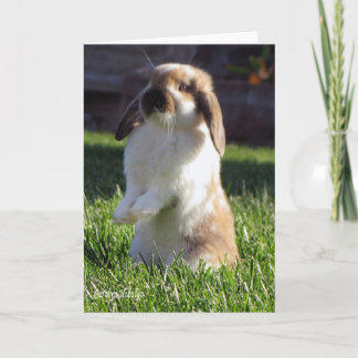 Cartão Holland Lop que levanta-se