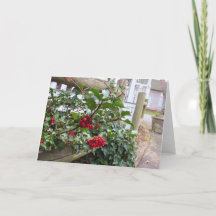 Holly Berries e Cerca - Martha's Vineyard