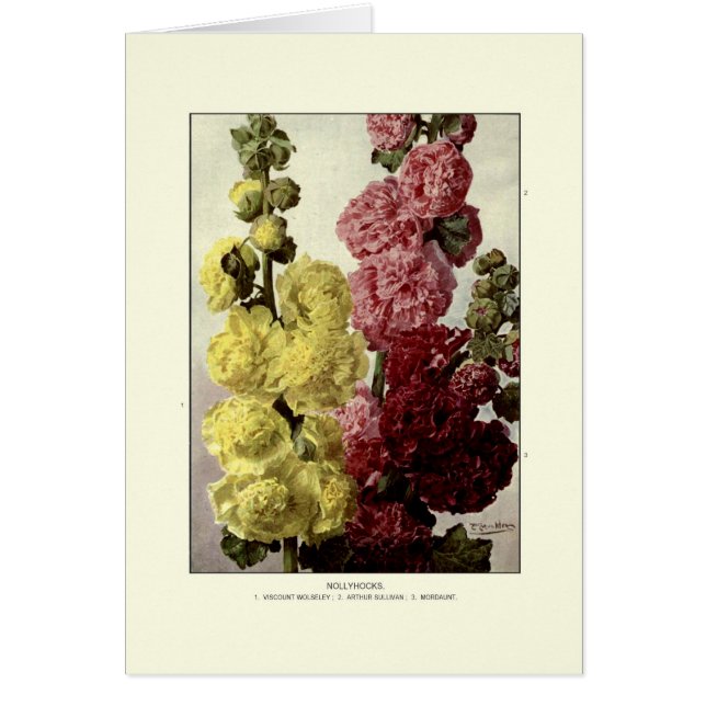 Cartão Hollyhocks (Frente)