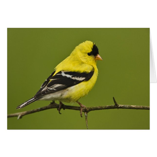 Cartão Homem Americano Goldfinch na criação de uma plumag (Frente Horizontal)