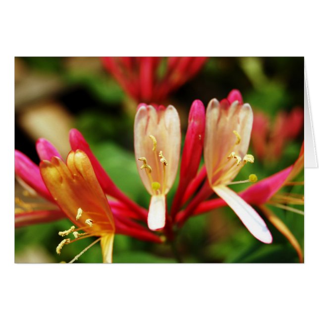 Cartão Honeysuckle (Frente Horizontal)