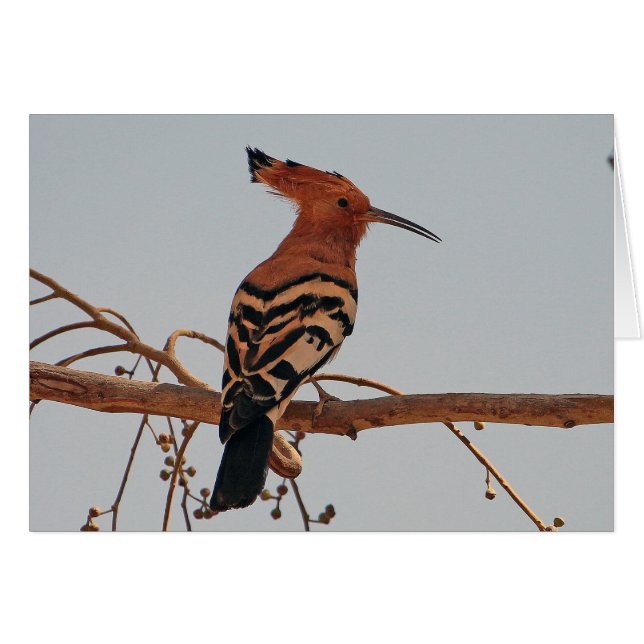 Cartão Hoopoe (Frente Horizontal)