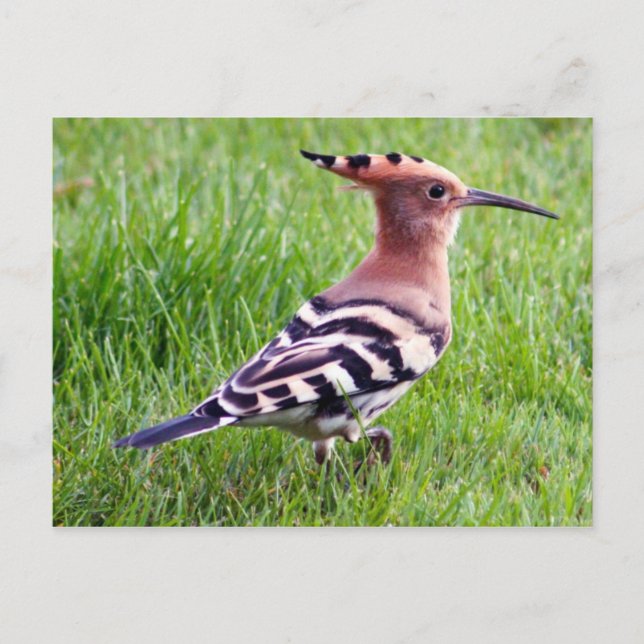 Cartão Hoopoe (Frente)