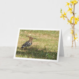Cartão Hoopoe Bird on Grass
