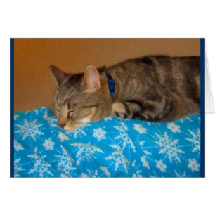 Cartão Hora Da Noite Para O Indigo