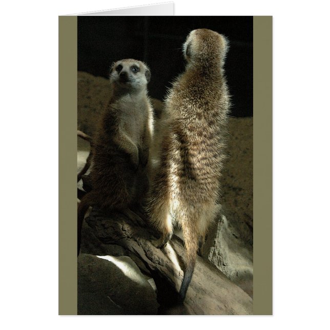 Cartão Hora de compo! Meerkats (Frente)