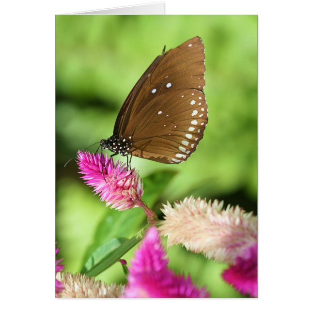 Cartão Hora do almoço (Frente)