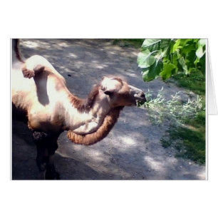 Cartão Hora do Camelo! Zoo