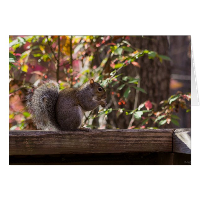 Cartão Horário de Chow do Esquilo (Frente horizontal)