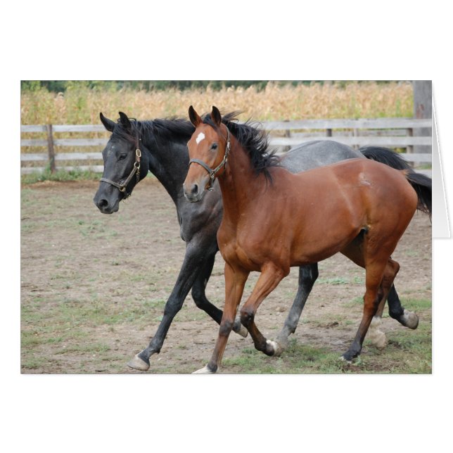 Cartão Horse Play (Frente Horizontal)