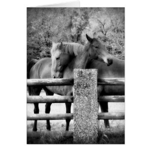 Cartão Horses Hugging - Fotografia do Amor com Cavalo