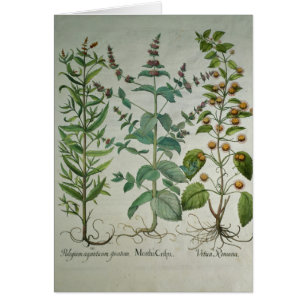 Cartão Hortelã: Crispa do Mentha