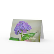 Hortênsia do Dia das Mães