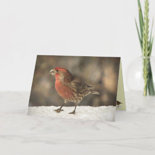 Cartão House Finch Birthday