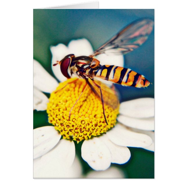 Cartão Hoverfly que desperta (Frente)