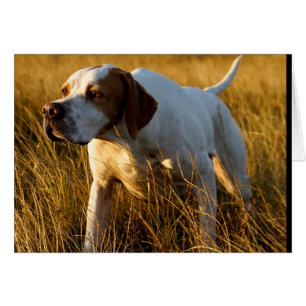 Cartão Howgillhounds carda o ponteiro