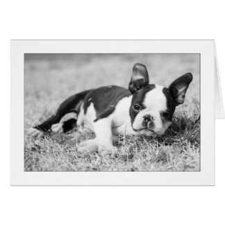 Cartão Howie na grama