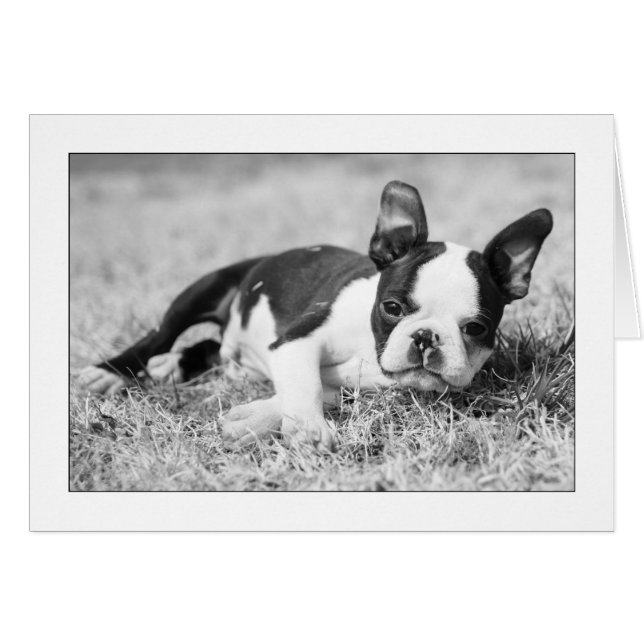 Cartão Howie na grama (Frente Horizontal)