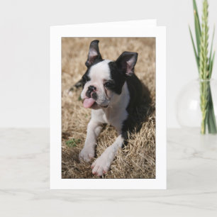 Cartão Howie Sticks His Tongue Out