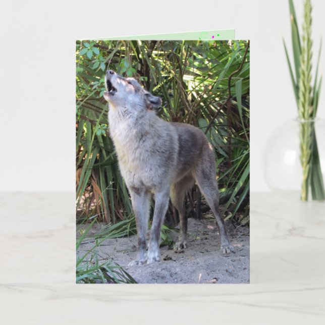 Cartão Howling Wolf Birthday Card (Frente)