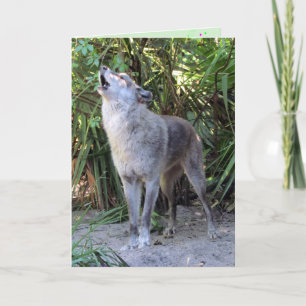 Cartão Howling Wolf Birthday Card